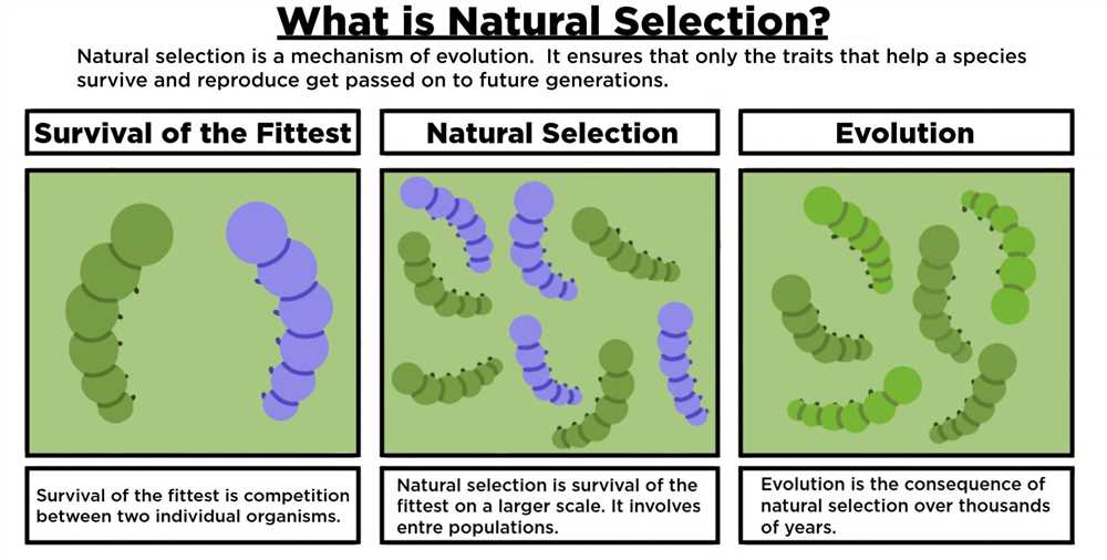 How does Natural Selection work?