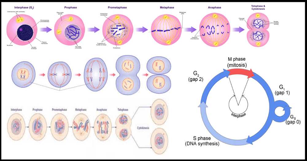 The eukaryotic cell cycle and cancer answers pdf