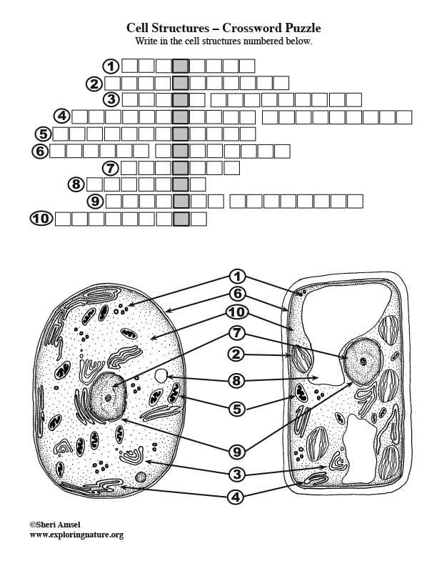 D - DNA