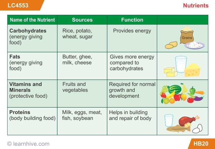 The Role of Carbohydrates in Providing Energy to Model 2 Elephants