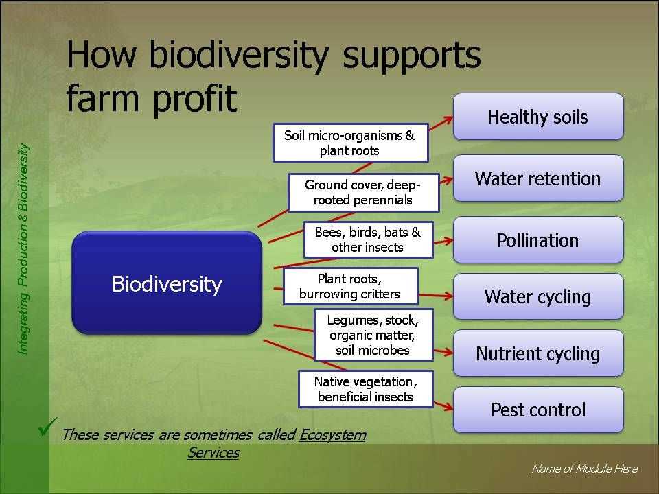 Calculation of Biodiversity Indices