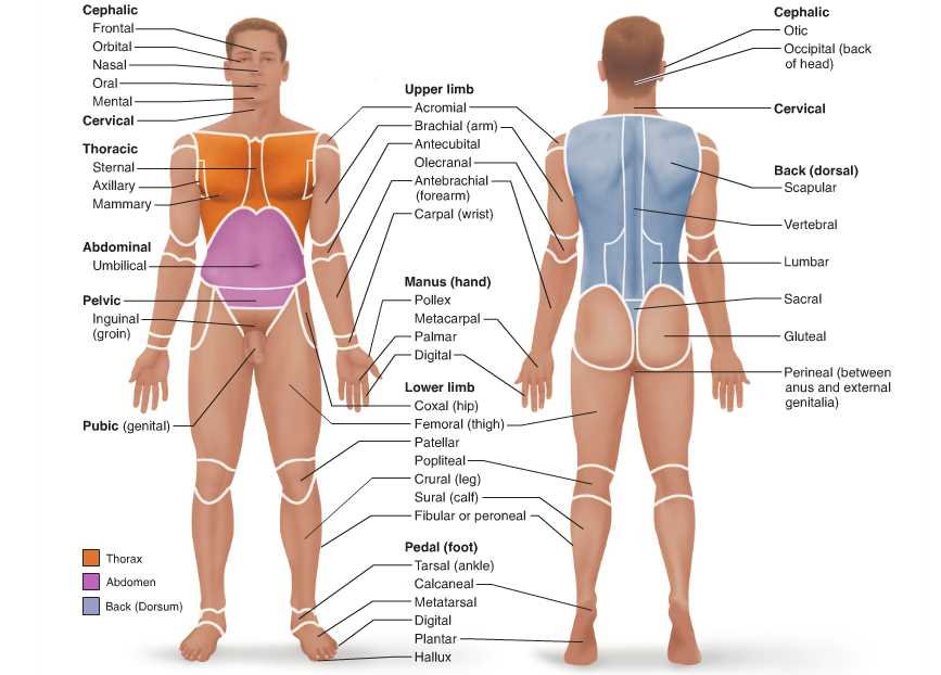 Respiratory System: Structure and Function