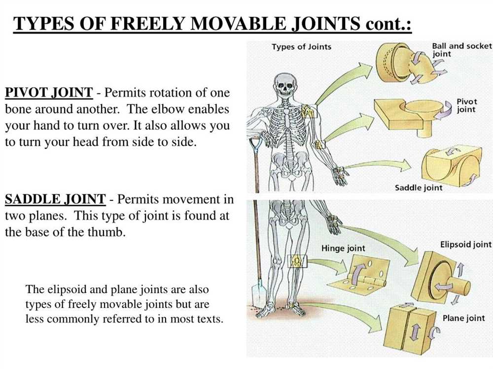 Lab 12 The Skeletal System Joints Answer Key: An Overview