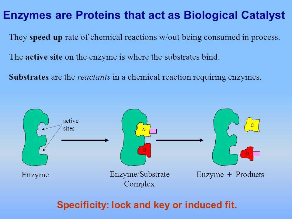 Factors Affecting Enzymatic Activity