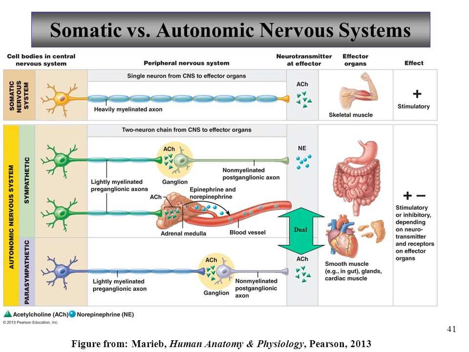 Straighterline Anatomy and Physiology 1 Final Exam