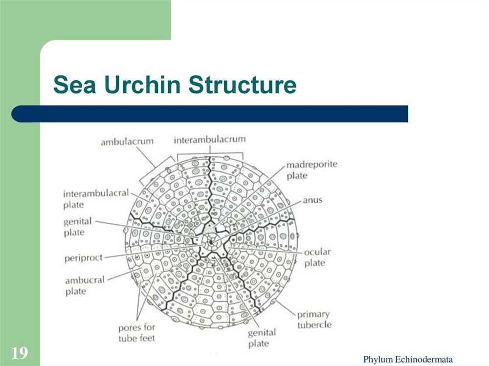 The Science Behind Sea Urchins: Key Concepts and Terminology