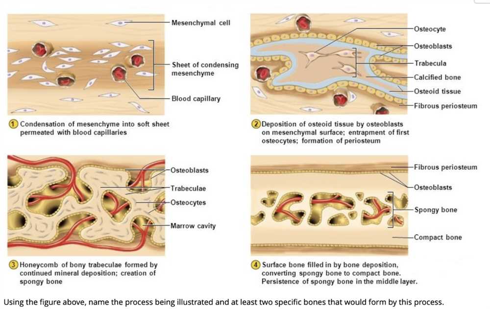 Straighterline anatomy and physiology 1 final exam