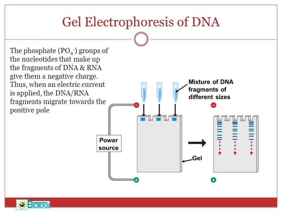 Why Gel Electrophoresis Virtual Lab Answers are Essential for ...