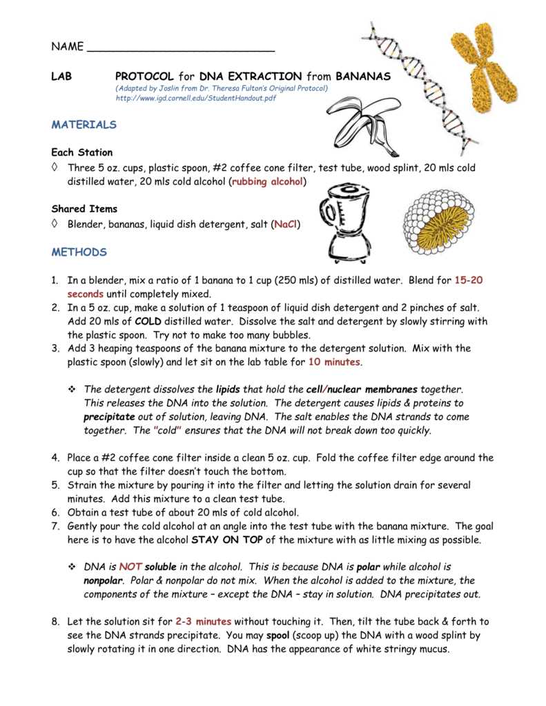 Chapter 12 lab extracting dna answer key