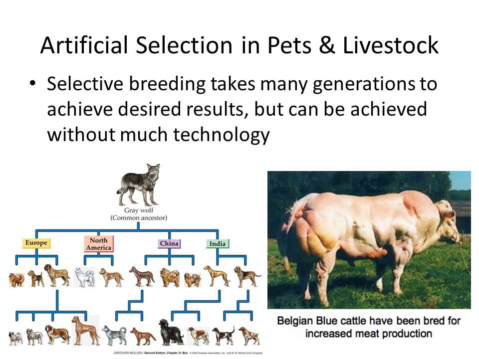 The Importance of Artificial Selection and Selective Breeding