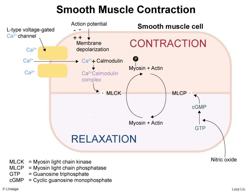 Muscle contraction pogil answers