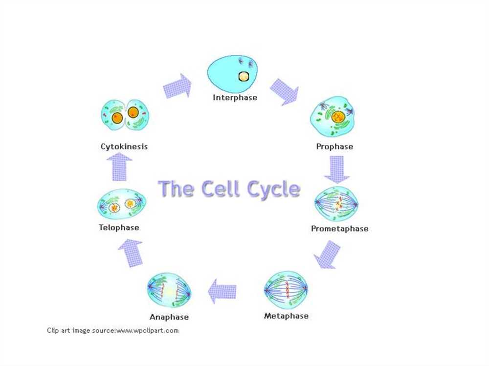 Fetal development webquest answers