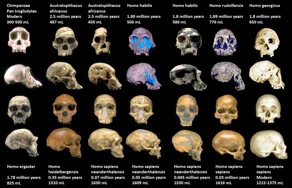 Hominid skull lab answer key