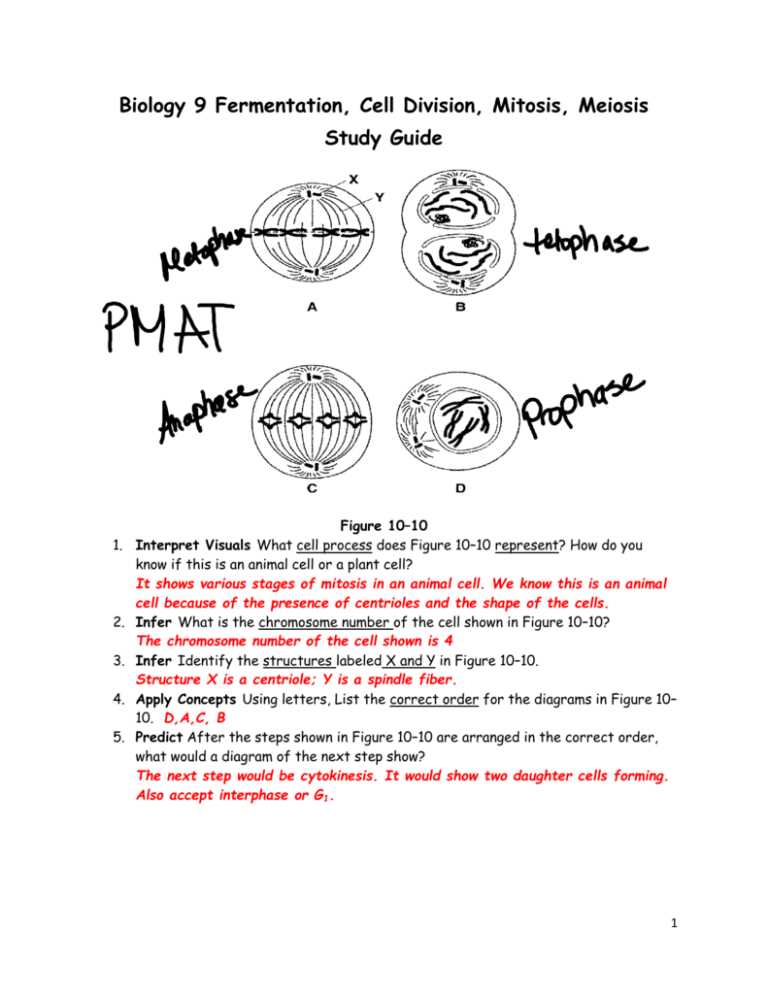 Uncovering The Secrets Mitosis And The Cell Cycle Webquest Answer Key