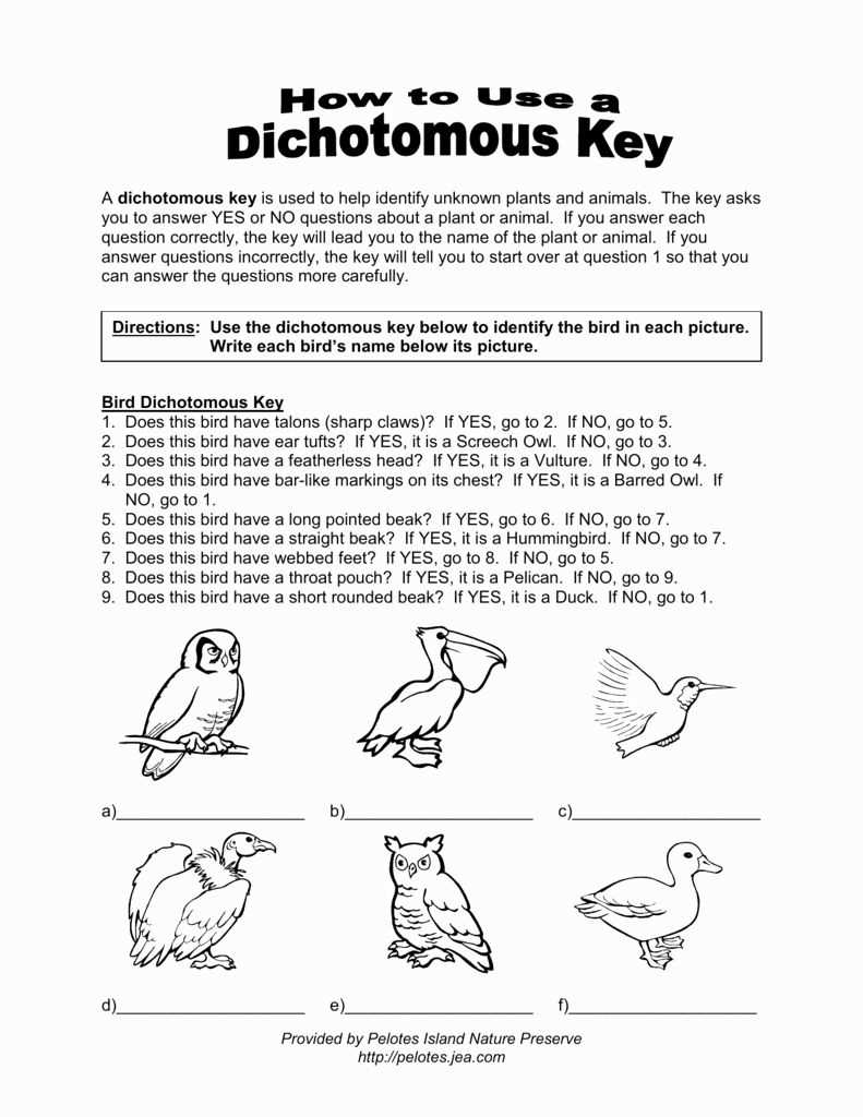 Dichotomous Key Worksheet with Answers PDF