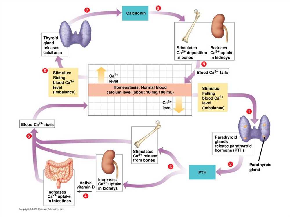 Mechanisms of PTH regulation and its impact on calcium balance