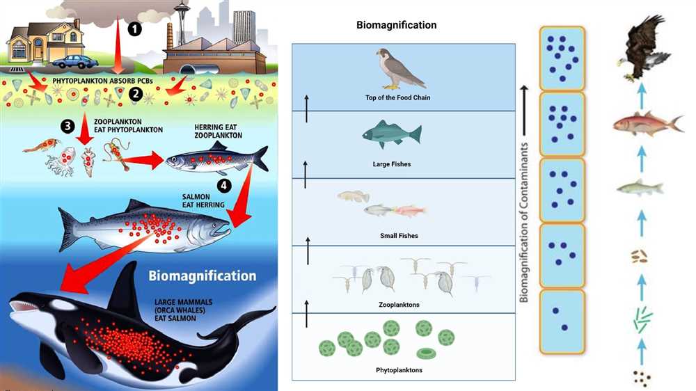 Biomagnification Lab Answer Key