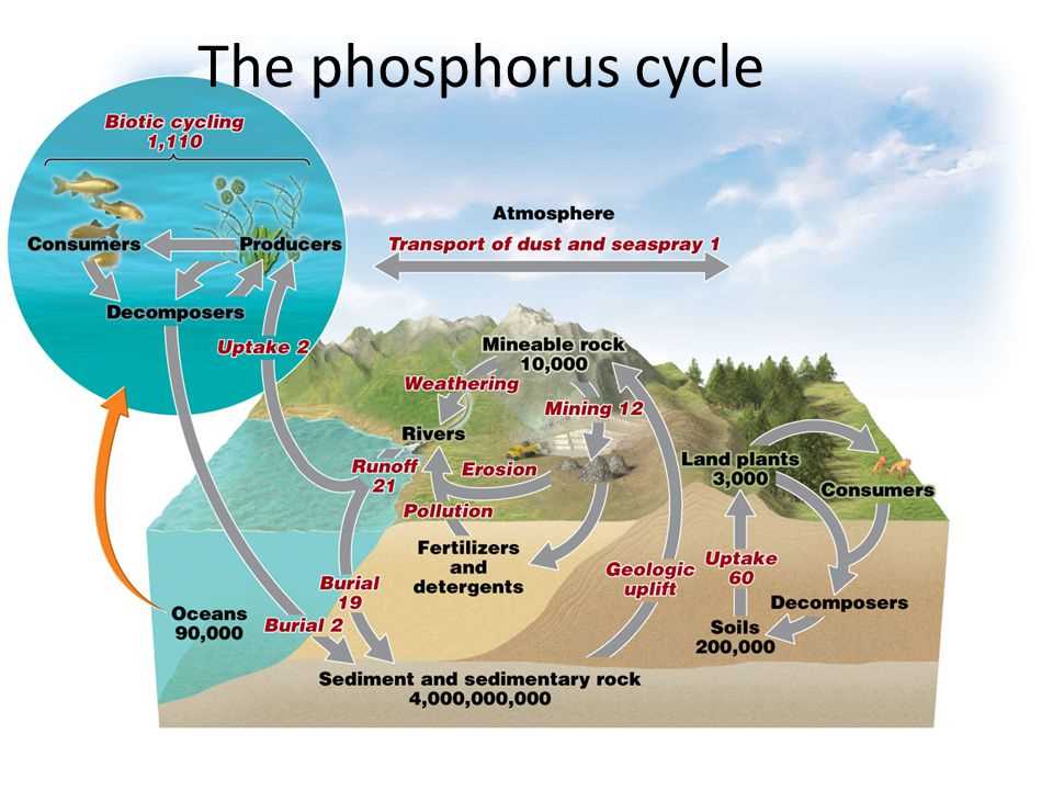 Ozone Depletion: Causes and Consequences