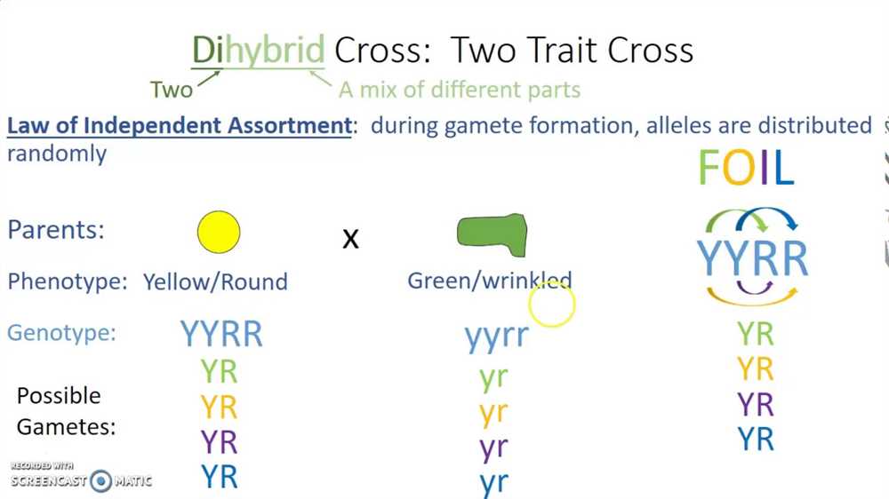 Bikini Bottom Dihybrid Crosses Answers Key