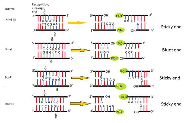 The Definition and Importance of Restriction Enzymes