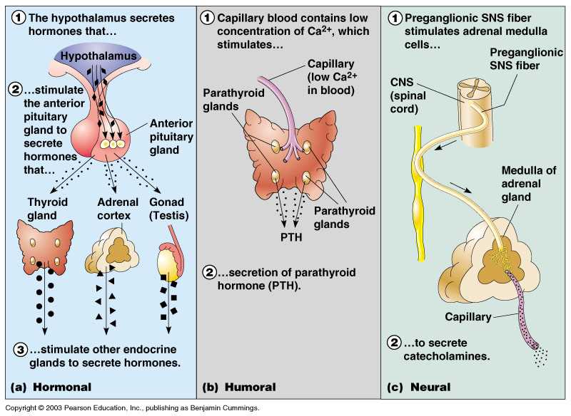 Chapter 9 the endocrine system answers