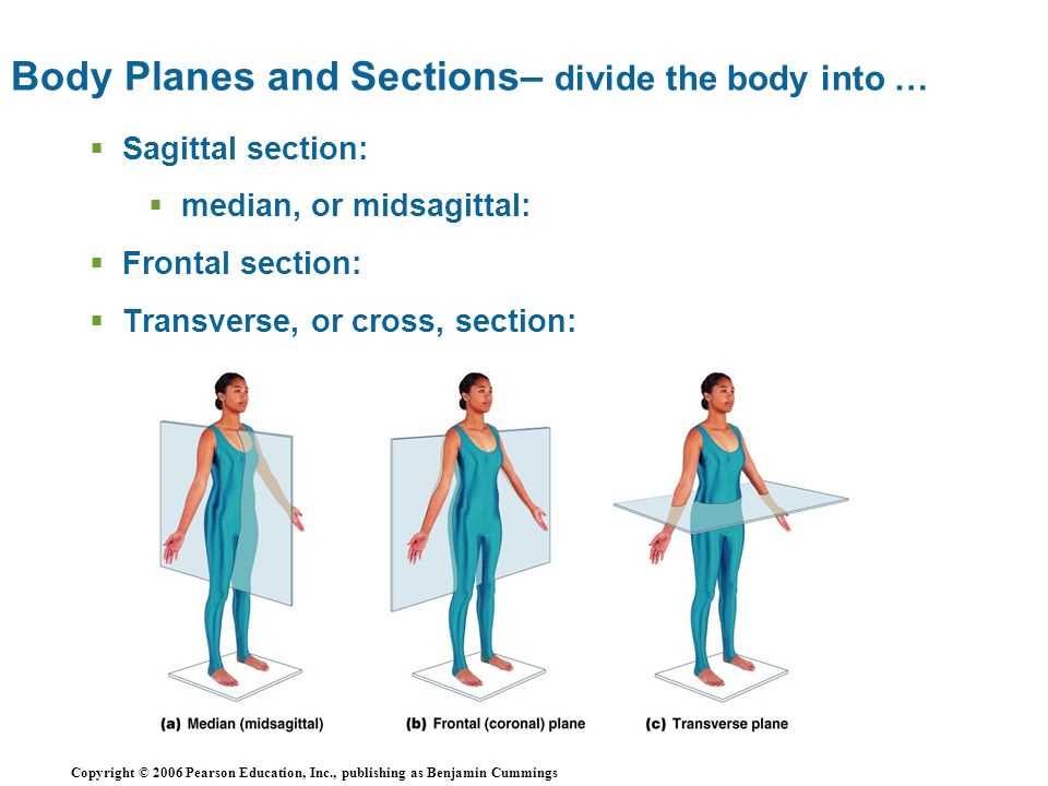 Muscular System: Structure and Function