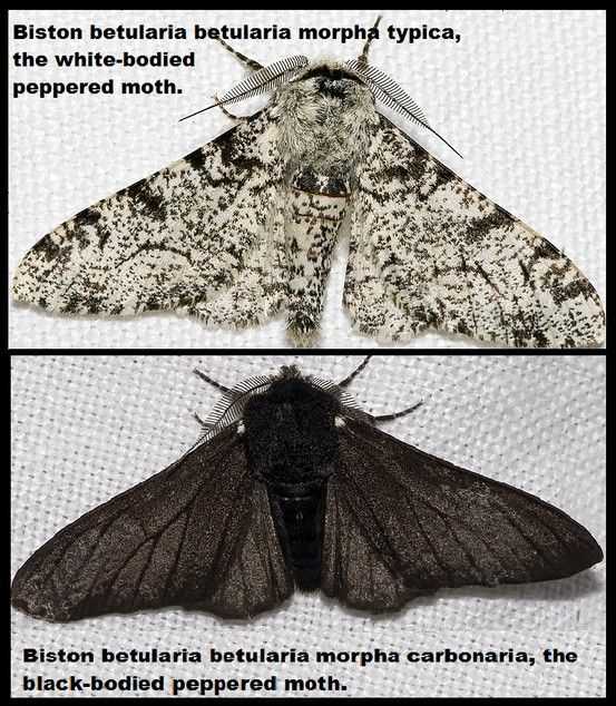 The peppered moth's adaptation to its environment