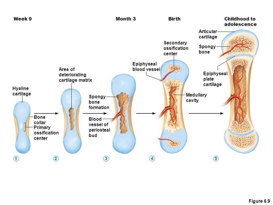 Microscopic Anatomy of Bones