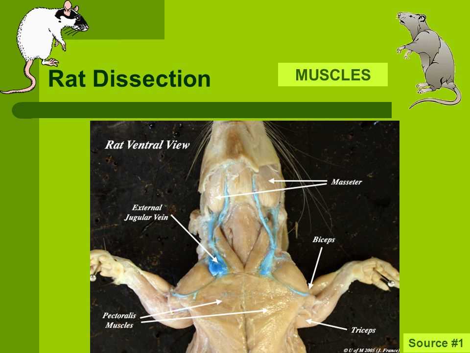 Understanding Rat Dissection Techniques