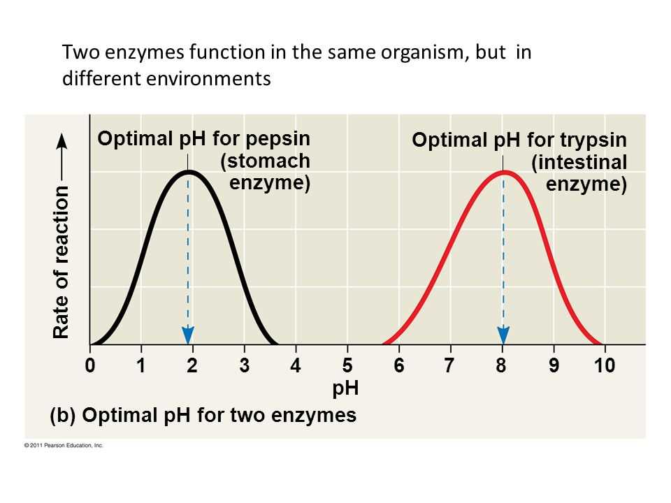 The Importance of Understanding Rate of Reaction