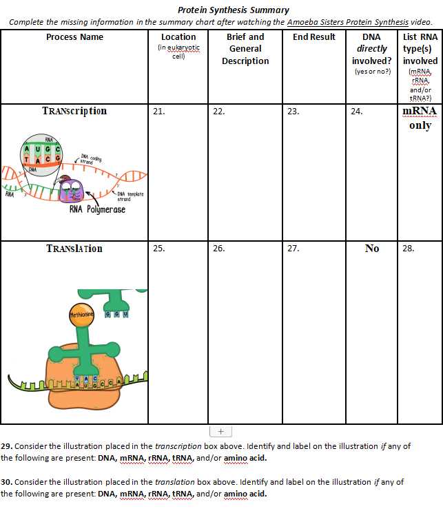 Amoeba sisters video recap of mitosis answer key