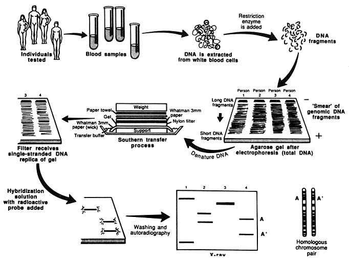 Advancements in DNA Fingerprinting Technology