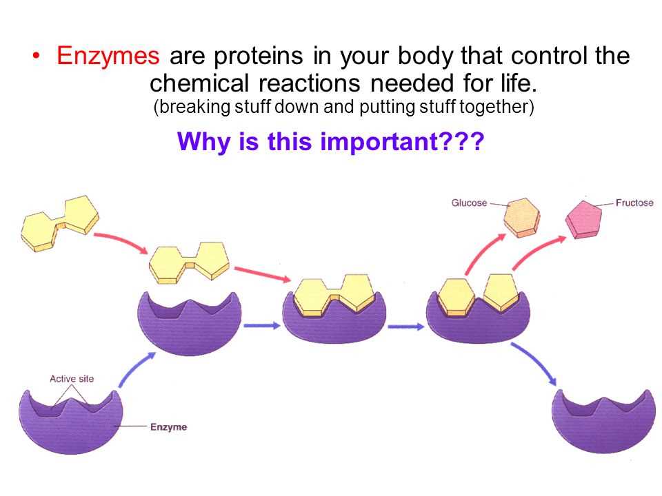 Enzymes in Food Production and Preservation