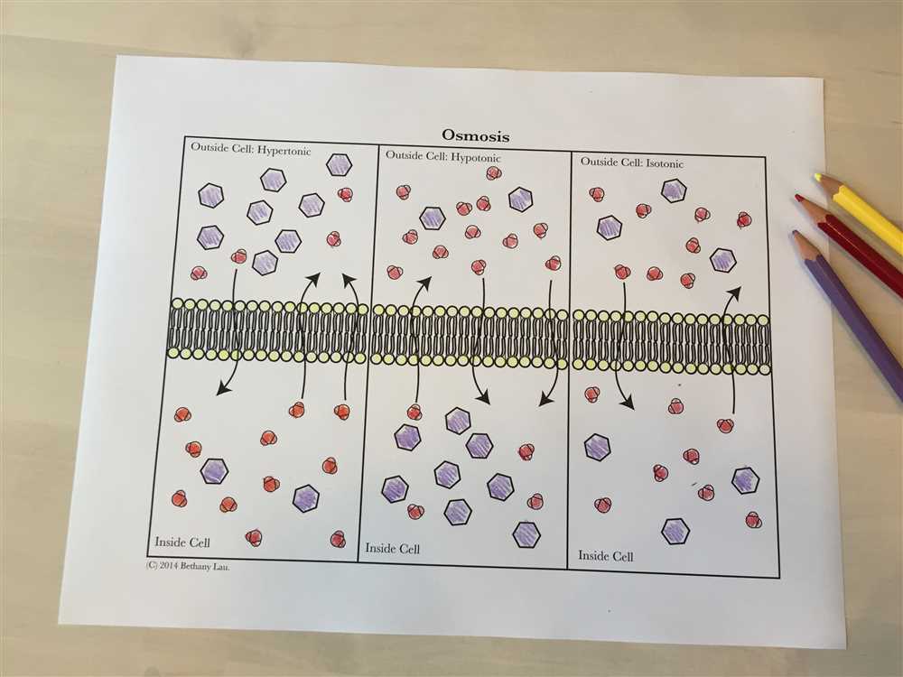 unlocking-the-mysteries-of-cell-transport-amoeba-sisters-answer-key