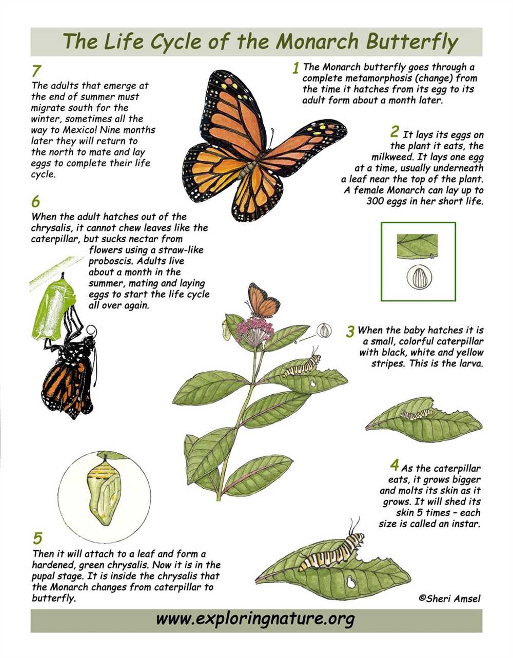 Why is Milkweed Important?