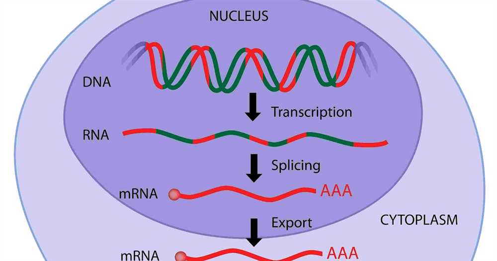 Rna and protein synthesis answer key gizmo