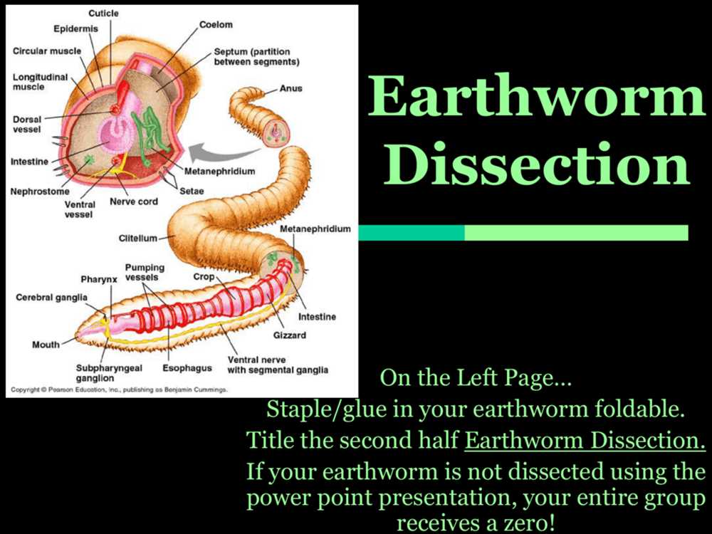 What are segmented worms?