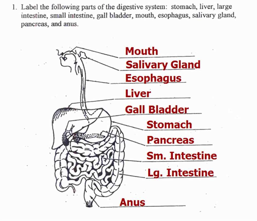 Digestive System Gizmo Answer Key