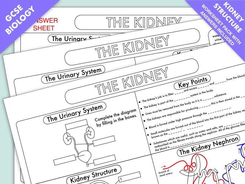 Lesson 8 student activity sheet biology answers