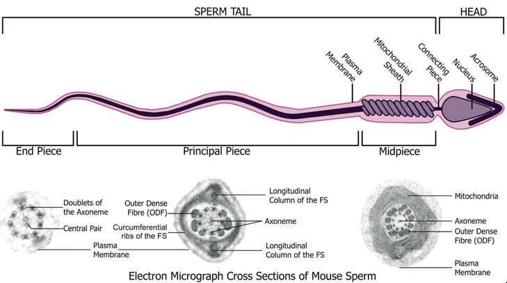 How is Sperm Produced?