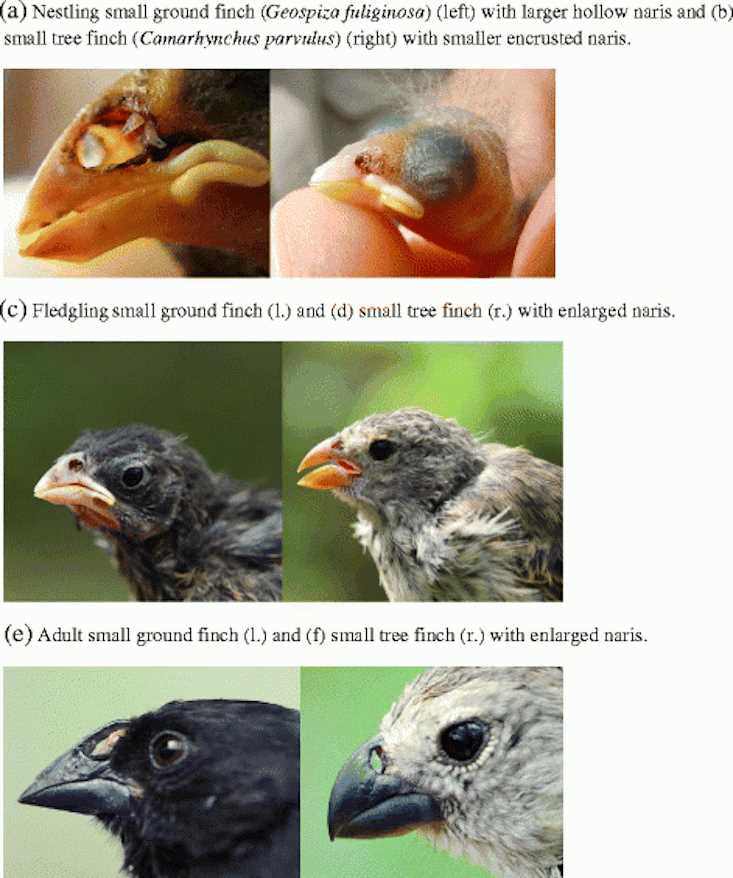 The Purpose of the Beaks of Finches Lab