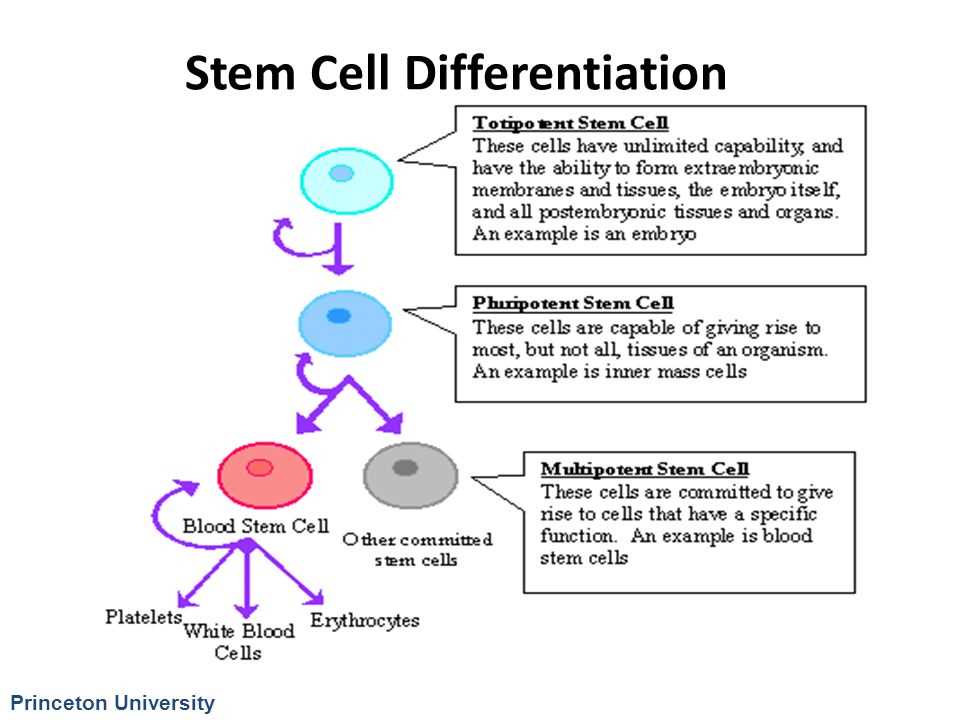 Ethical considerations surrounding stem cells