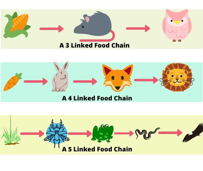 What are the different components of a food chain?