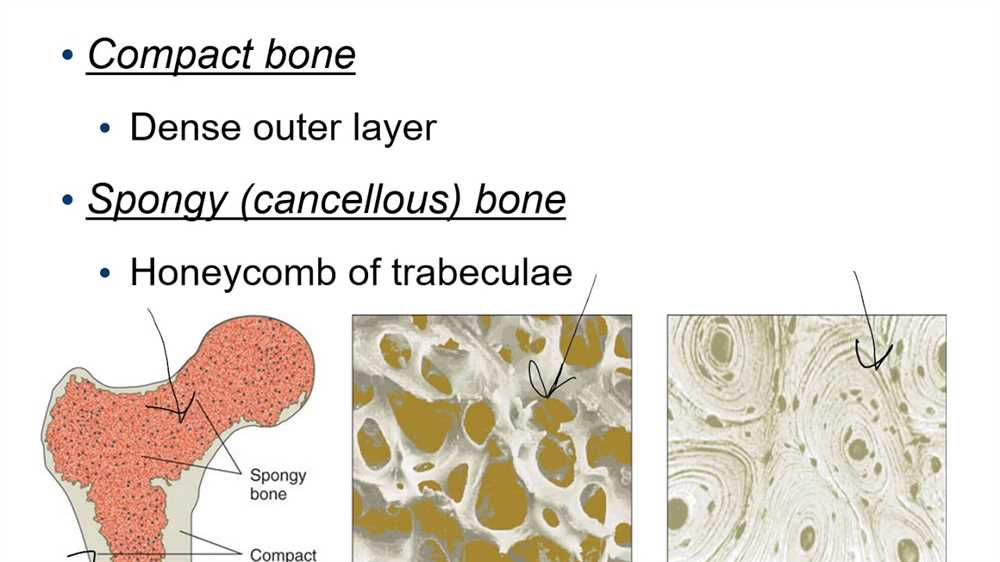 Functions of Bones