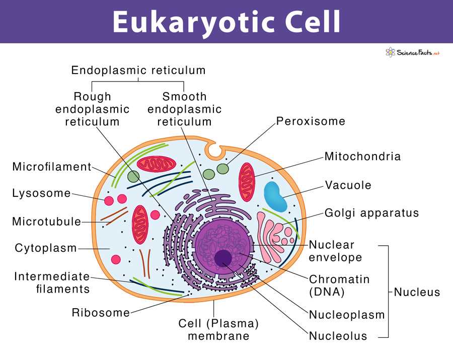 The Phases of the Eukaryotic Cell Cycle