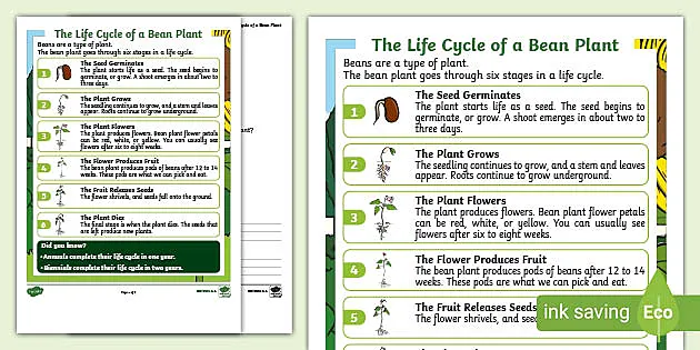 Understanding Plant Parts