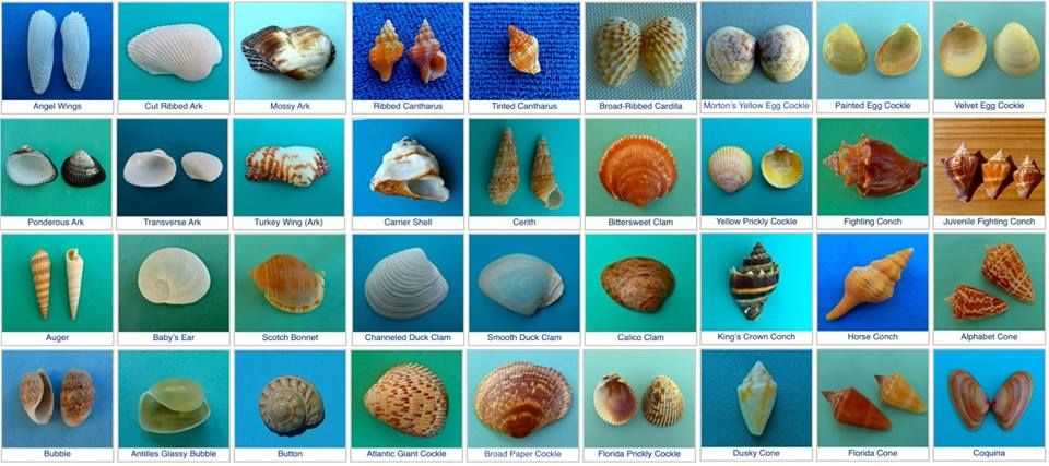 The shells of sanibel island answer key