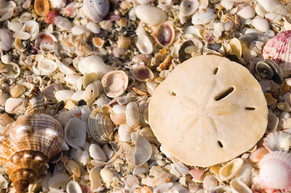 The Importance of Shells on Sanibel Island