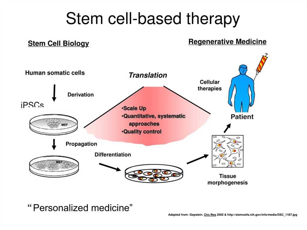 Importance of Stem Cells in Medical Research