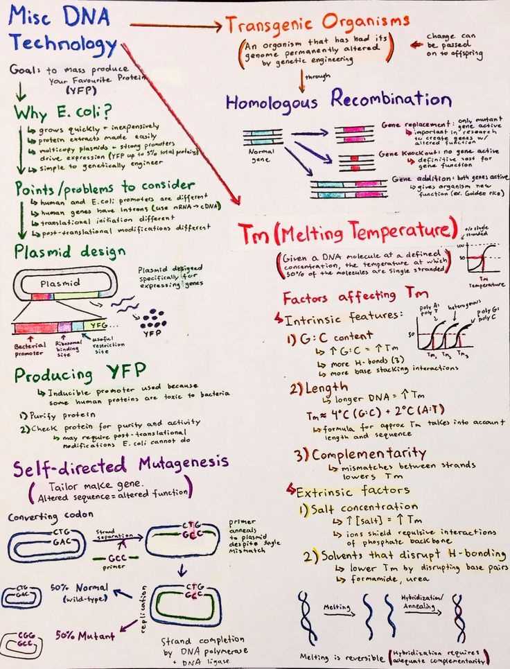 DNA and Protein Synthesis